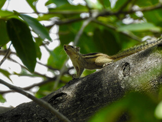 A small, light brownish-gray squirrel is perched on a tree branch.