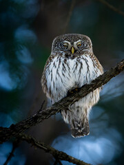 Müder Sperlingskauz