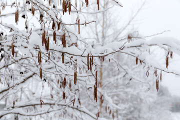 alder branches with buds in spring day