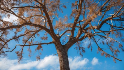 Fototapeta premium bare tree with intricate branches against a blue sky with scattered clouds on a clear day in a natural setting
