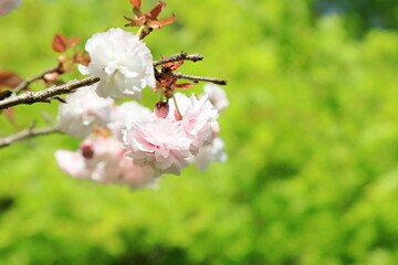 満開の八重桜