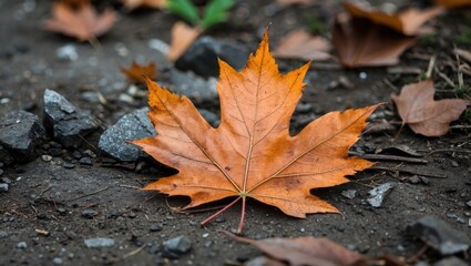 Close-up of a single orange maple leaf resting on a rocky dirt surface with scattered dried leaves in the background
