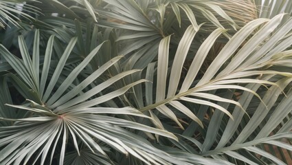 Fototapeta premium Green tropical palm leaves background natural texture pattern