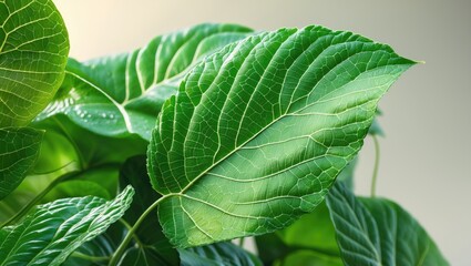 Obraz premium Close-up of vibrant green leaves with detailed texture and veins against a soft blurred background.