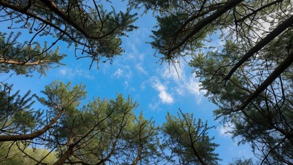 Obraz premium View of green pine tree tops against a bright blue sky with scattered clouds seen from below in a wooded area.