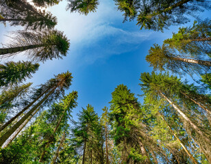 Fototapeta premium Beauty and tranquility of a dense spruce forest with towering trees and a vivid contrast