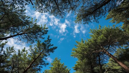 Fototapeta premium Pine tree canopy with clear blue sky and white clouds viewed from below in forest setting