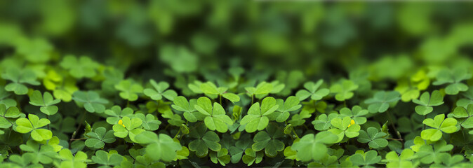 Clover Leaves of Green shamrock background panoramic view , three-leaved shamrocks. st patrick's day , holiday symbol design .