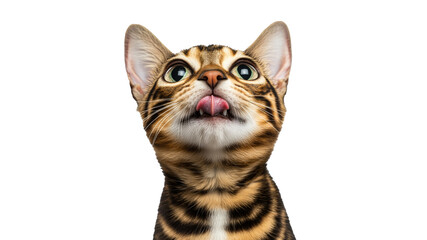 Curious cat gazes upward with adorable expression