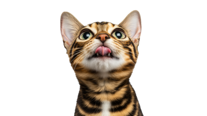 Curious cat gazes upward with adorable expression