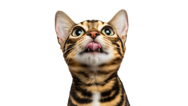 Curious cat gazes upward with adorable expression