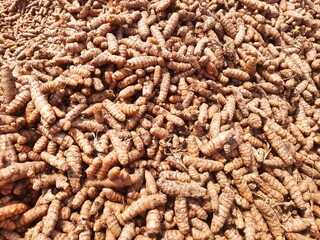 Farmers gather freshly harvested turmeric roots in a rural area, showcasing the abundance of the crop against a bright sky