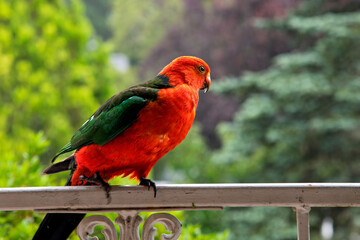 A colorful Australian male King Parrot bird with red and green feathers, standing on a wooden railing. Soft background. No people.