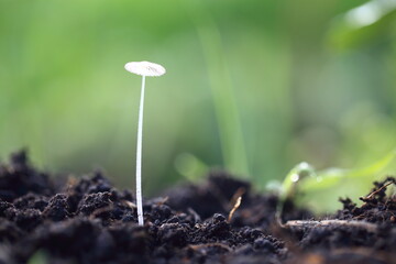 A Tiny Coprinellus Delights in the Morning Calm
