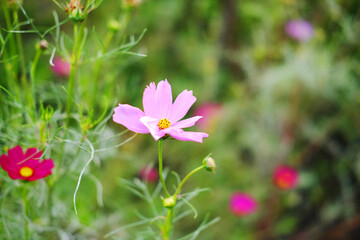 Obraz premium Blooming pink cosmos flower and bee collects pollen in a meadow of wildflower on summer in tropical garden