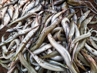 Fresh fish varieties are displayed at a bustling market, highlighting the catch of the day and showcasing the local fishing community