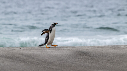 Gentoo penguin on beach port Stanley falklands