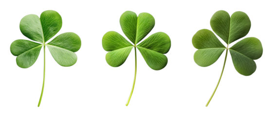 Trio of vibrant green clovers on a Transparent Background