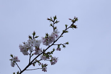 春爛漫満開