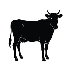 A cute black cow isolated on white background.