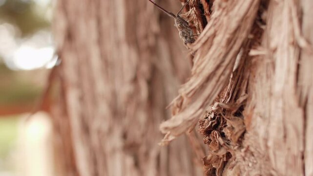 Pine Sawyer Beetle Crawling Up a Pine Tree