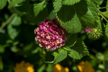 Blooming lantana flowers close-up Flower plant for publication, design, poster, calendar, post, screensaver, wallpaper, card, banner, cover, website