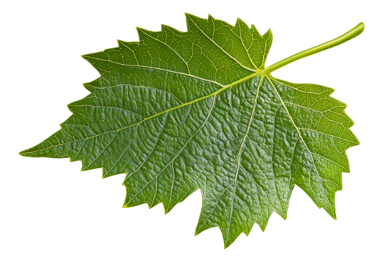 Fresh green leaf with intricate texture details