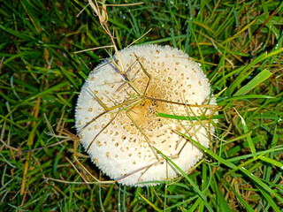 Chlorophyllum molybdit, commonly known as green-spored umbrella, false umbrella, lepiota and green-spored vomit, is a widespread fungus.
