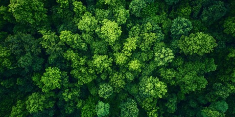 Naklejka premium lush green forest from above: aerial view of vibrant tree canopy