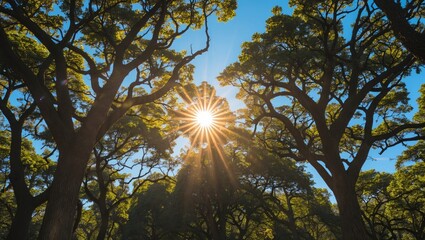 Sunlight filtering through dense tree canopy creating starburst effect with vibrant green leaves and blue sky in forest setting
