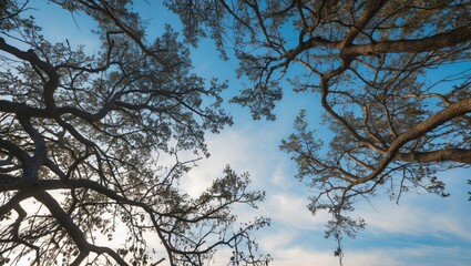 canopy of trees with blue sky background natural light framed by branches serene atmosphere in nature outdoors