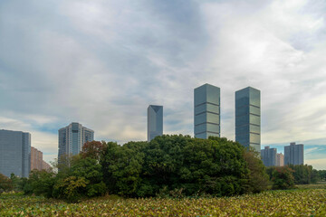 city park with modern building background in shanghai