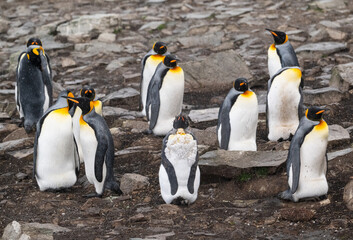 Obraz premium king penguin photography falklands in port Stanley