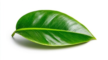 Fototapeta premium Close-up of a fresh green leaf isolated on a white background. Generative AI