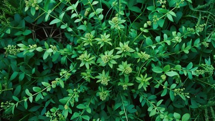 Lush green foliage with small yellow flowers and varying leaf shapes filling the entire image, depicting a dense plant growth pattern.