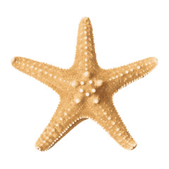Starfish isolated vector  illustration