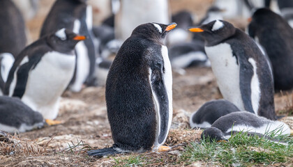 Gentoo penguins and rookery with chicks and eggs in port Stanley Falklands