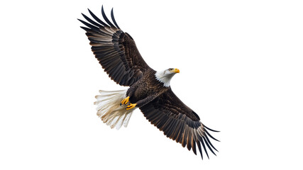 Fototapeta premium Majestic eagle soaring in clear blue sky