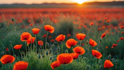 Obraz premium Vibrant red poppy flowers swaying in a field during sunset creating a picturesque and serene landscape scene.
