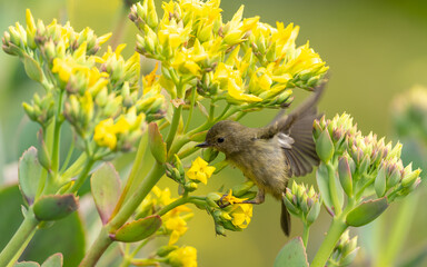 weiblicher Einfarb-Hakenschnabel (Diglossa plumbea)