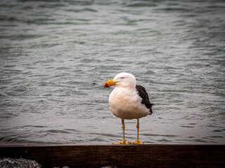 Pacific Gull Perched On Wood
