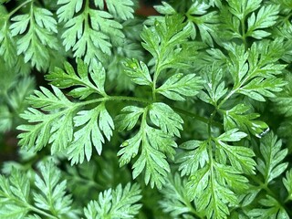 green leaves background