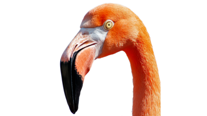 Flamingo head close up showcasing vibrant colors