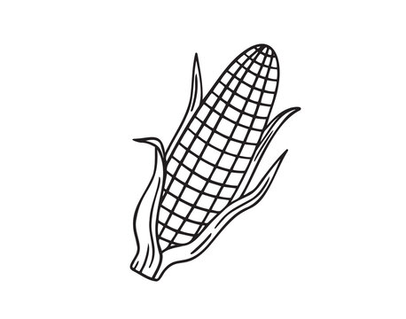 ear of corn doodle hand drawn icon. Outline drawing ear of corn line clipart symbol