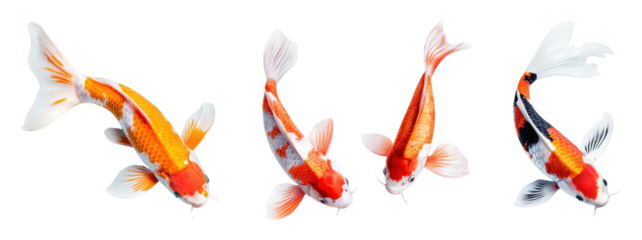 Colorful Koi Fish Swimming Gracefully in Transparent Background