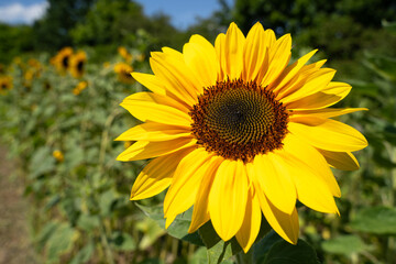 Sunflower in the field in summer 