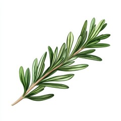 Fototapeta premium Fresh Rosemary Sprig Isolated on White Background - Illustration for Culinary Herbs and Aromatic Gardens.