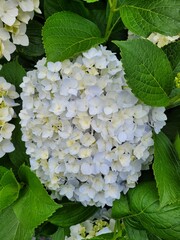 hydrangea