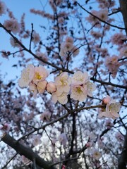 cherry tree blossom