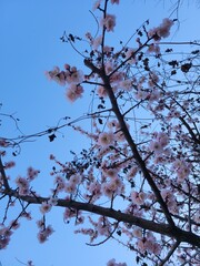 cherry blossom against blue sky